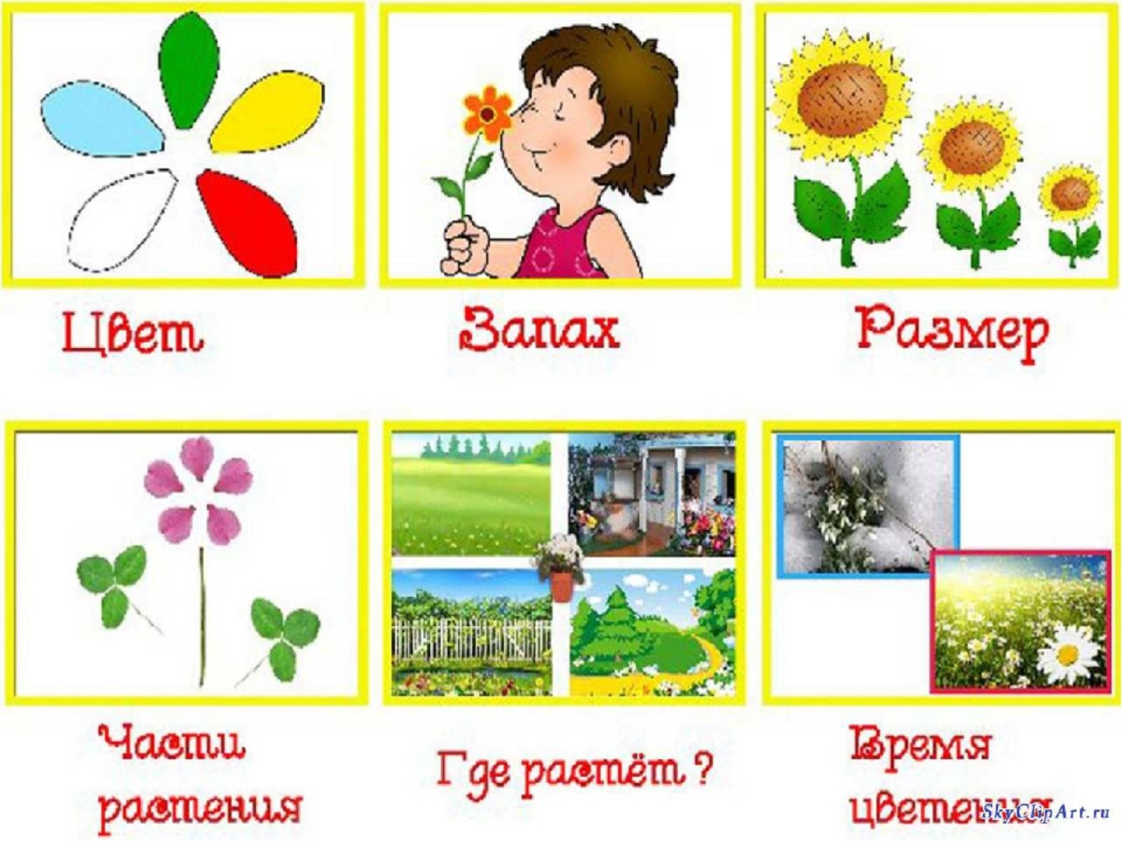 Развитие речи средняя группа растения. Схема описания цветов для дошкольников. Мнемотаблицы цветы. Схема описания комнатного растения для дошкольников. Комнатные цветы для дошкольников.